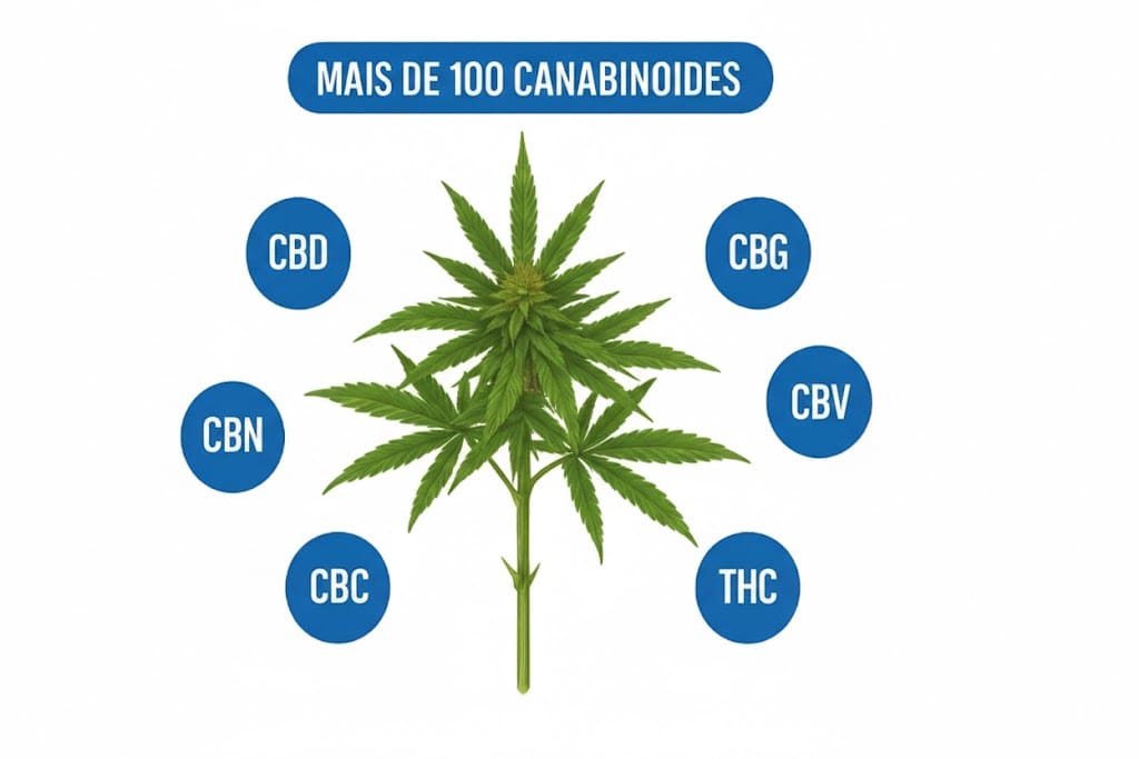 cannabis medicinal
